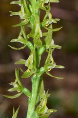 Prasophyllum maccannii