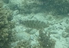 Lethrinidae