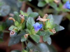 Strobilanthes pavala