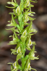 Prasophyllum maccannii