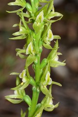 Prasophyllum maccannii