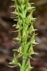 Prasophyllum maccannii