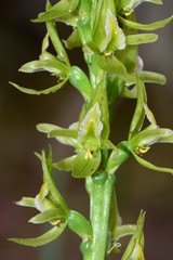 Prasophyllum maccannii