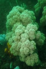 Dendronephthya australis