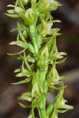 Prasophyllum maccannii