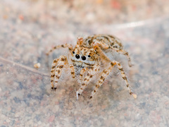 Yllenus turkestanicus