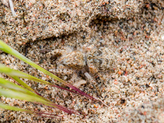 Yllenus turkestanicus