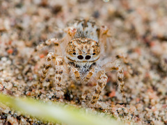 Yllenus turkestanicus