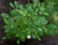 Synostemon albiflorus