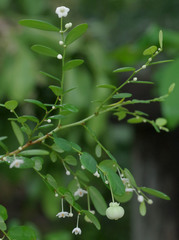 Synostemon albiflorus