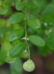 Synostemon albiflorus