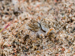 Yllenus turkestanicus