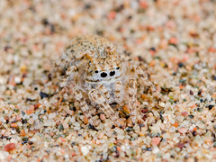 Yllenus turkestanicus