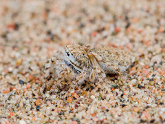 Yllenus turkestanicus