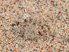 Yllenus turkestanicus