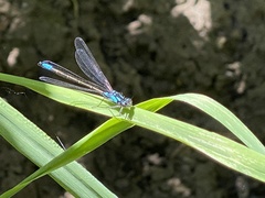 Zoniagrion exclamationis