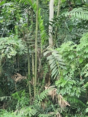 Ptychosperma macarthurii