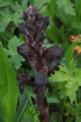 Orobanche gamosepala