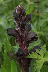 Orobanche gamosepala