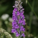 Linaria purpurea - Photo (c) S. Rae, μερικά δικαιώματα διατηρούνται (CC BY)