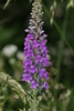 Purple Toadflax - Photo (c) S. Rae, some rights reserved (CC BY)