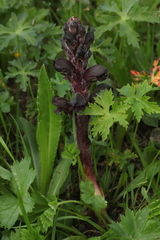Orobanche gamosepala