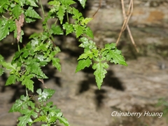 Senecio scandens incisus
