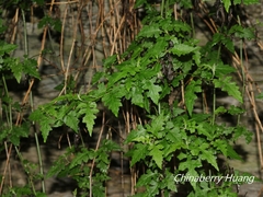Senecio scandens incisus