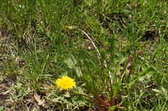 Taraxacum officinale