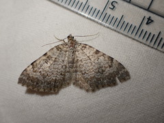 Camptogramma scripturata