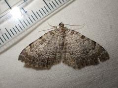 Camptogramma scripturata
