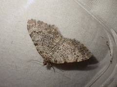 Camptogramma scripturata