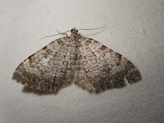 Camptogramma scripturata