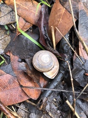 Helminthoglypta traskii