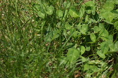 Trifolium repens