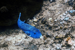 Arothron caeruleopunctatus