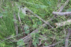 Galium gaudichaudii gaudichaudii