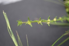 Galium gaudichaudii gaudichaudii