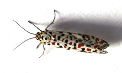 Callimorphina