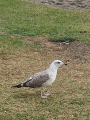 Larus michahellis