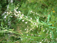 Melilotus wolgicus