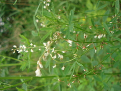 Melilotus wolgicus