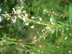 Melilotus wolgicus