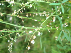 Melilotus wolgicus