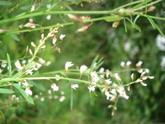 Melilotus wolgicus