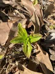 Clinopodium douglasii