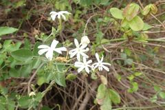 Jasminum fluminense fluminense