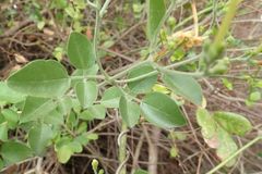 Jasminum fluminense fluminense