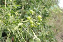 Jasminum fluminense fluminense