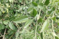 Jasminum fluminense fluminense